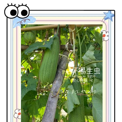 丝瓜种植技巧大公开！如何轻松学会农技知识？