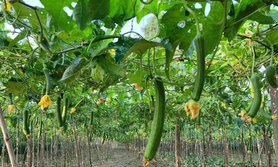 丝瓜种植技巧大公开！如何轻松学会农技知识？