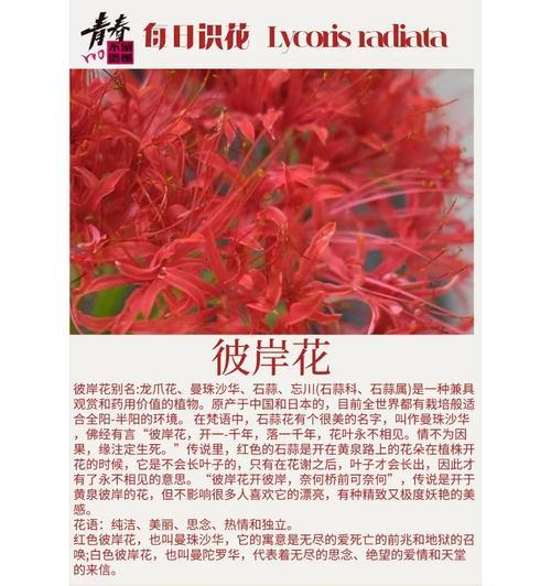 彼岸花花期与观赏指南是什么？