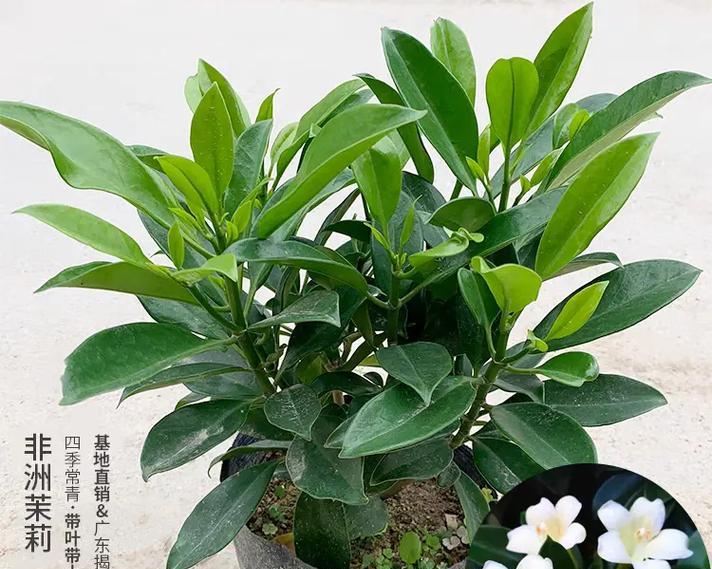 非洲茉莉养殖注意事项有哪些？