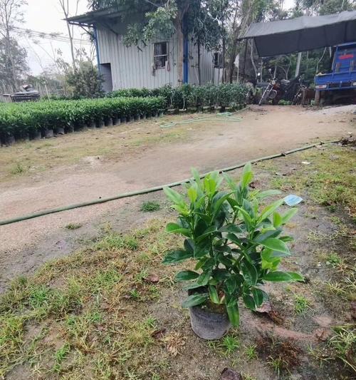 非洲茉莉养殖注意事项有哪些？