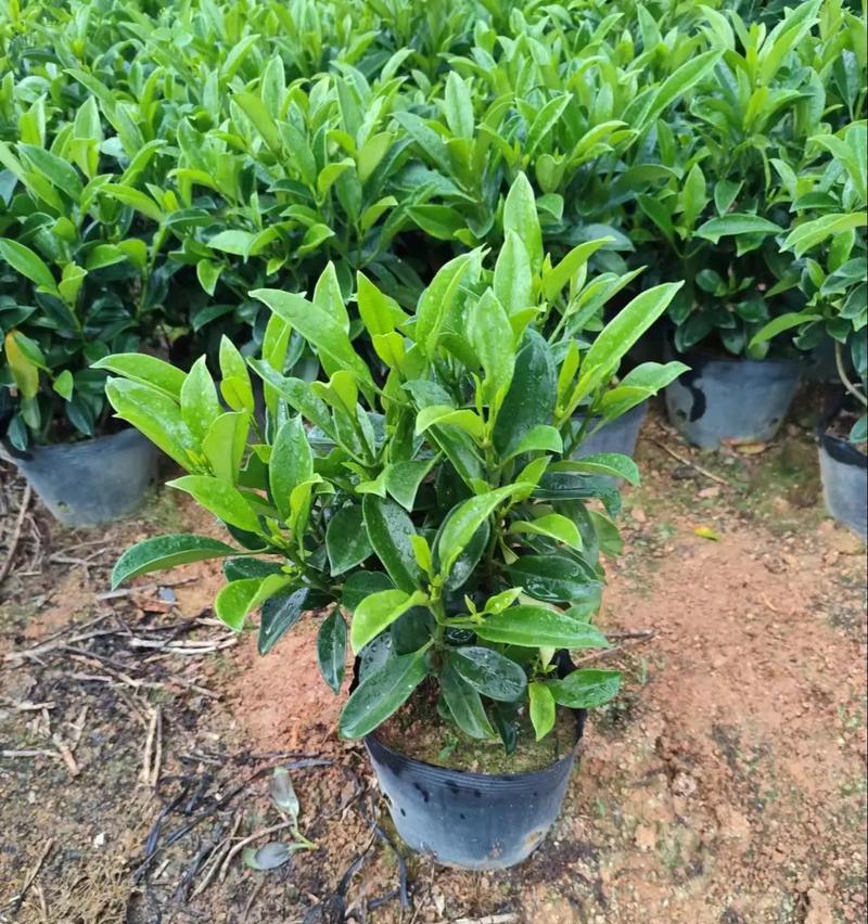 非洲茉莉养殖注意事项有哪些？