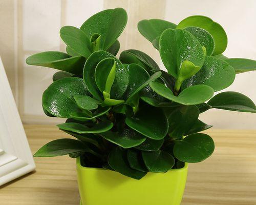 室内花卉豆瓣绿怎么养护？