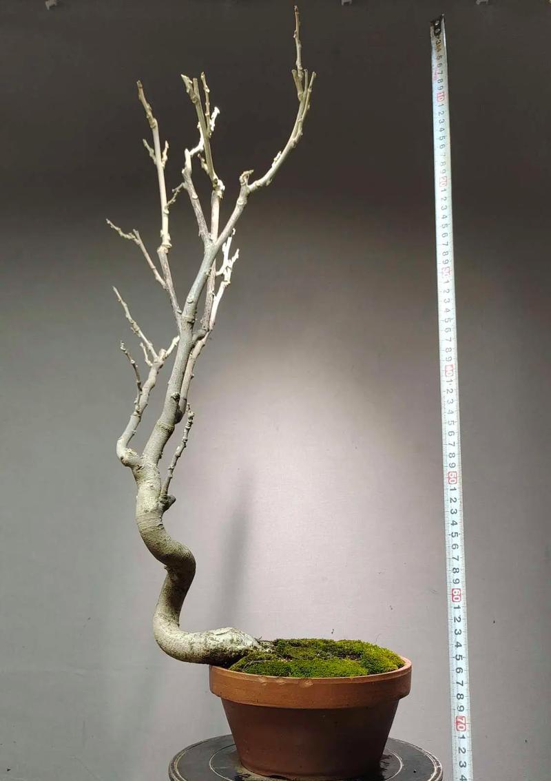 紫藤花和什么嫁接比较好？如何进行嫁接？