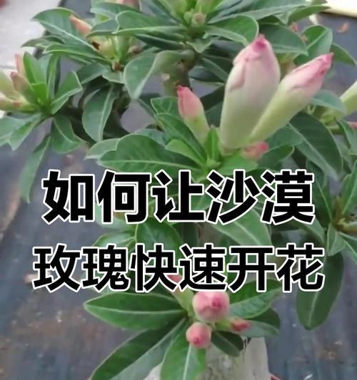 沙漠玫瑰几年开花？它的神秘绽放周期是什么？
