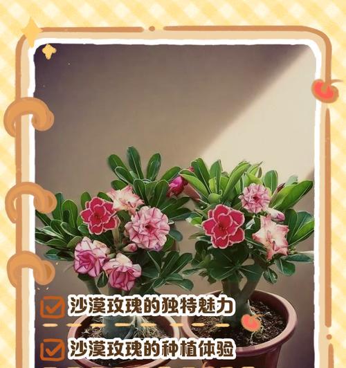 沙漠玫瑰几年开花？它的神秘绽放周期是什么？