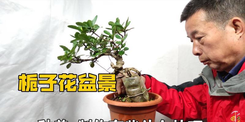 栀子花盆景怎么制作？有哪些步骤和技巧？