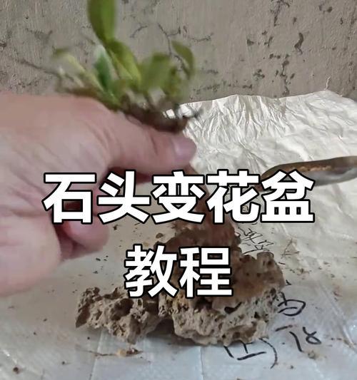 栀子花盆景怎么制作？有哪些步骤和技巧？
