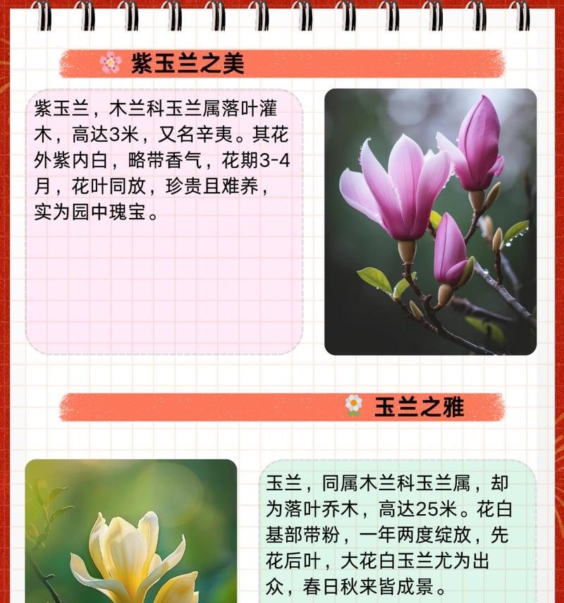 如何养护玉兰？玉兰的日常护理有哪些要点？