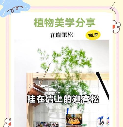 蓬莱松修剪技巧是什么？如何正确修剪蓬莱松？