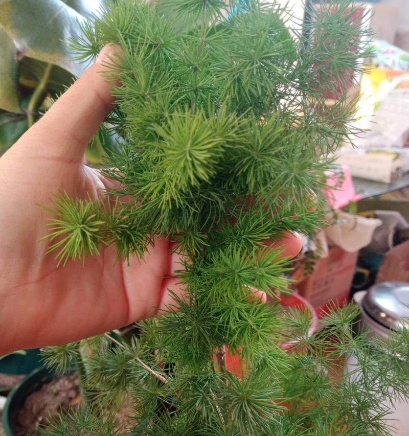 蓬莱松修剪技巧是什么？如何正确修剪蓬莱松？