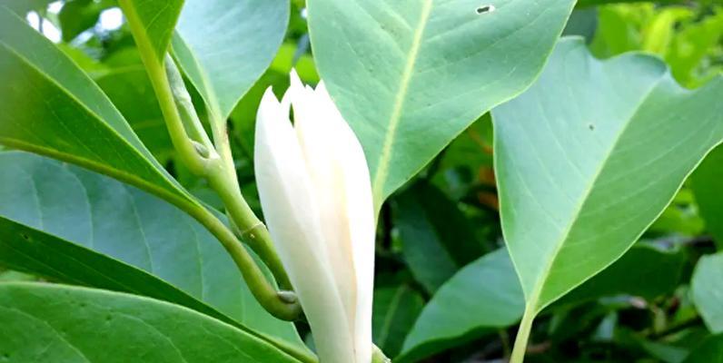 白兰花叶子发黄怎么办？如何防止白兰花掉叶？