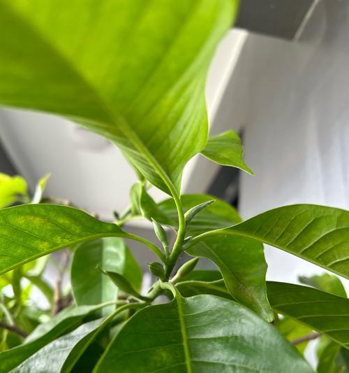 白兰花叶子发黄怎么办？如何防止白兰花掉叶？