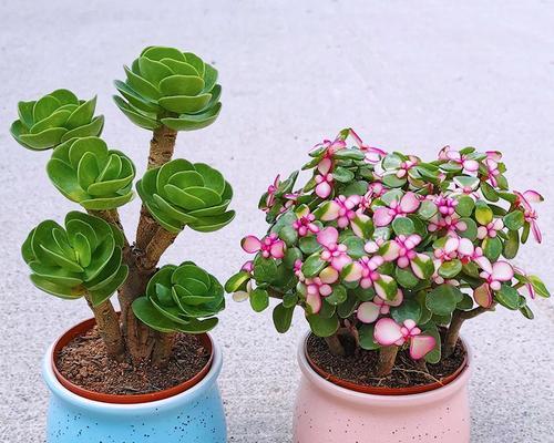 室内适合养哪些花卉盆栽？如何选择和养护？