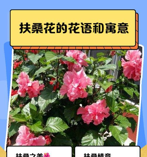 扶桑花掉花苞怎么办？如何进行养护？