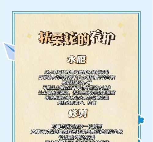 扶桑花掉花苞怎么办？如何进行养护？