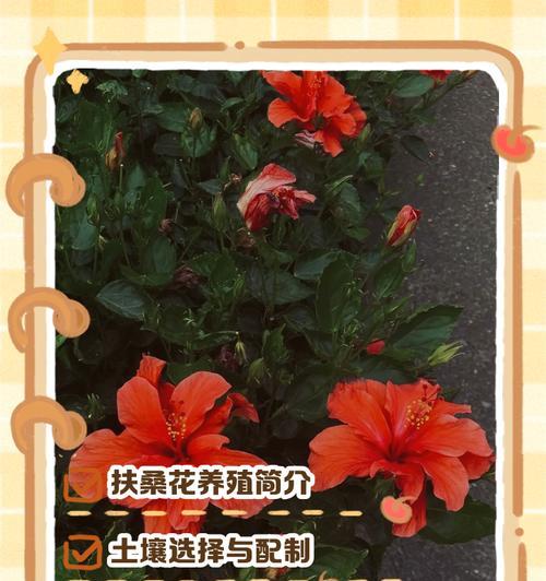 扶桑花掉花苞怎么办？如何进行养护？