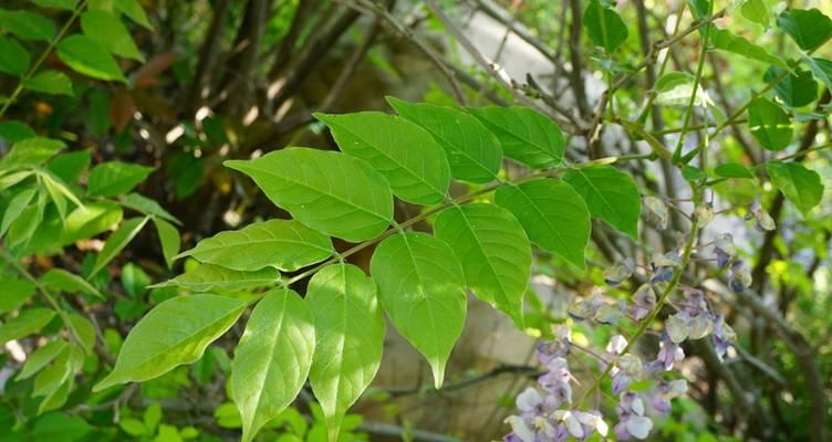 紫藤的茎部有哪些特征？如何识别紫藤？
