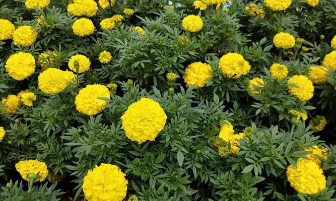 万寿菊什么时候开花？万寿菊的寓意是什么？