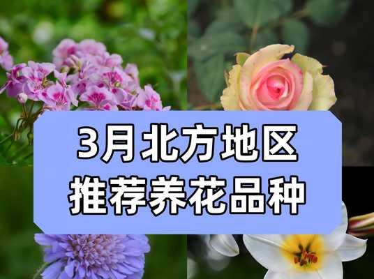 天竺葵有哪些品种？如何选择适合自己的天竺葵？