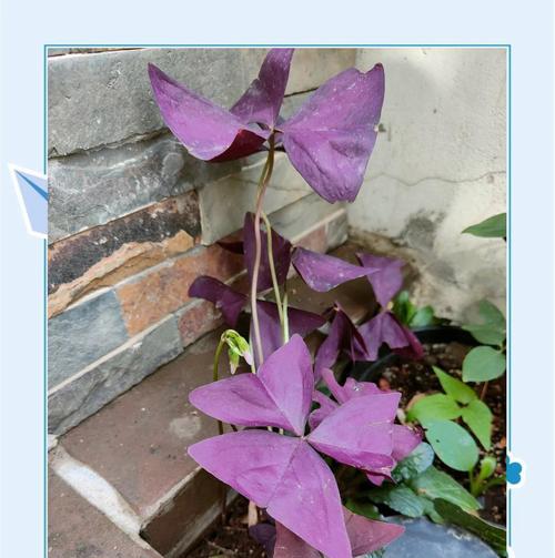 紫叶酢浆草如何人工种植？追施液肥的正确方法是什么？