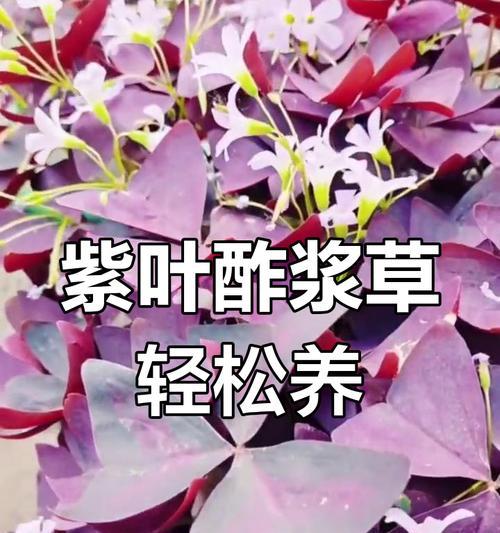 紫叶酢浆草如何人工种植？追施液肥的正确方法是什么？