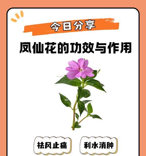 凤仙花如何养护？有哪些养护技巧？