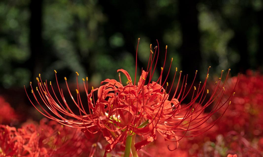 彼岸花种球何时开花？开花时间如何预测？