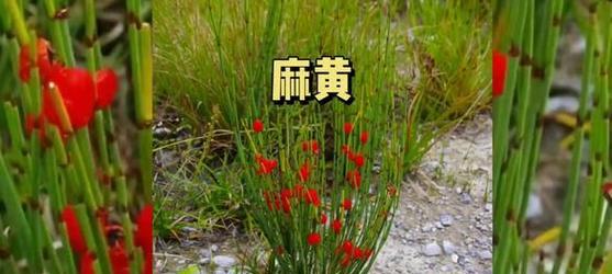 草质茎的植物有哪些特征？如何识别草质茎植物？