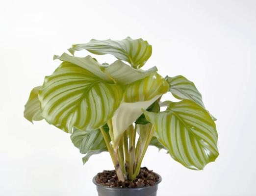 观叶植物有哪些种类？如何选择和养护观叶植物？