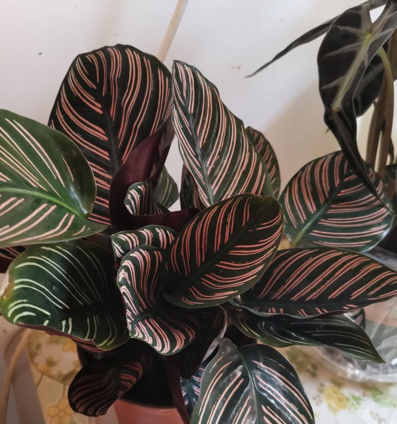 观叶植物有哪些种类？如何选择和养护观叶植物？