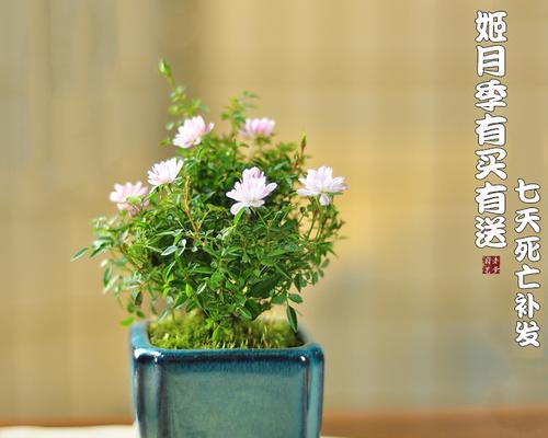 短日照花卉有哪些？如何选择适合家居的盆栽植物？