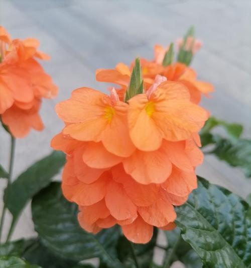 有哪些绝美的花卉值得推荐？如何打造一个美丽的植物清单？