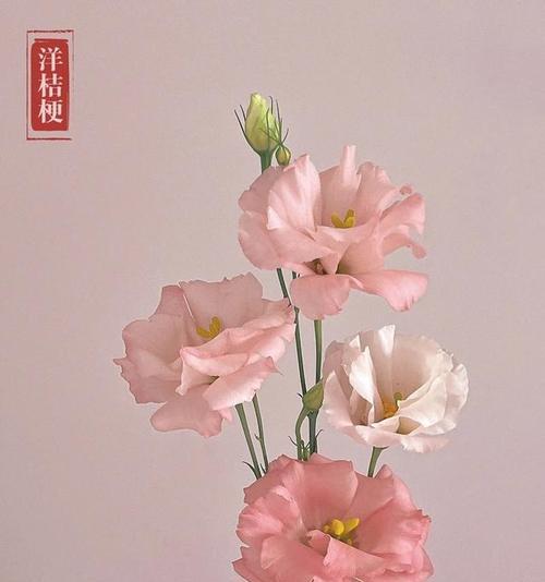 有哪些绝美的花卉值得推荐？如何打造一个美丽的植物清单？