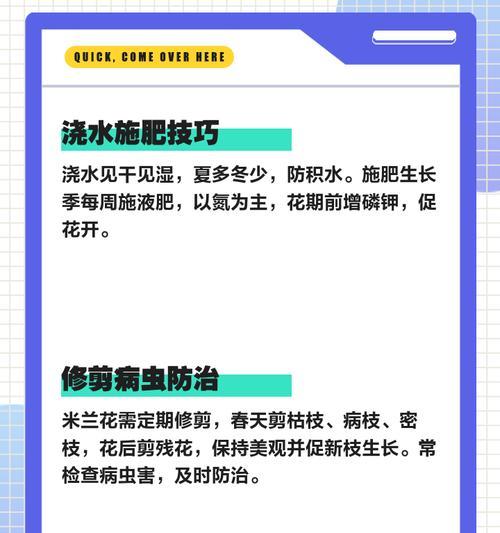 如何在冬季养护米兰花？有哪些秘籍可以让米兰花绽放如“爆米花”？
