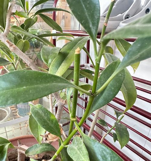如何修剪非洲茉莉？有哪些技巧可以打造美观的株型？