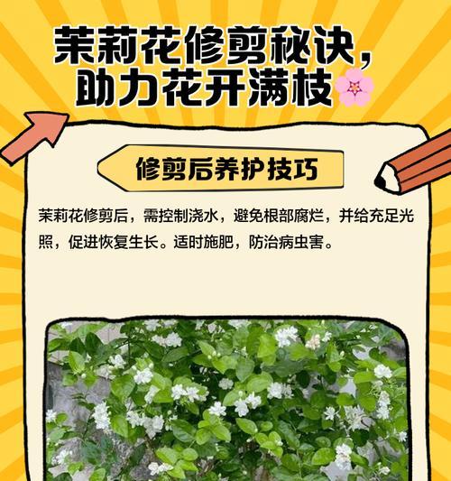 如何修剪非洲茉莉？有哪些技巧可以打造美观的株型？