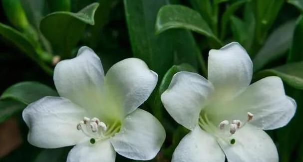 如何修剪非洲茉莉？有哪些技巧可以打造美观的株型？