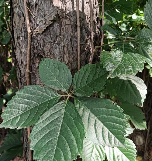 藤蔓植物如何爬藤？有哪些技巧可以提高爬藤效果？