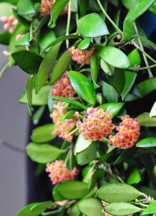 藤蔓植物如何爬藤？有哪些技巧可以提高爬藤效果？