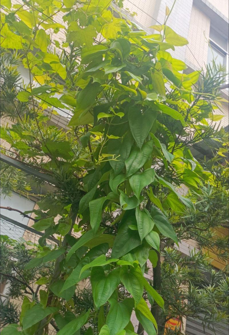藤蔓植物如何爬藤？有哪些技巧可以提高爬藤效果？