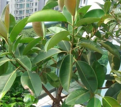 橡皮树如何栽培？有哪些技巧可以提高成活率？