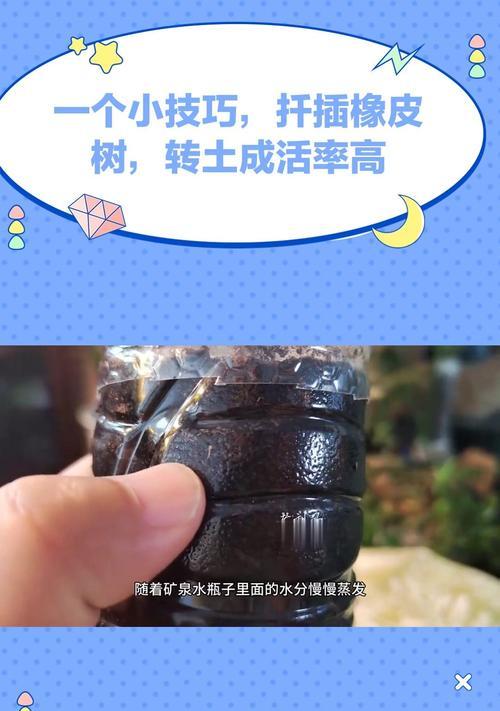 橡皮树如何栽培？有哪些技巧可以提高成活率？