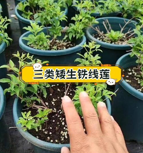 铁线莲开花后如何剪枝？有哪些技巧可以提高下次开花的效果？