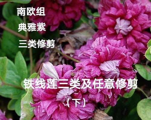 铁线莲开花后如何剪枝？有哪些技巧可以提高下次开花的效果？