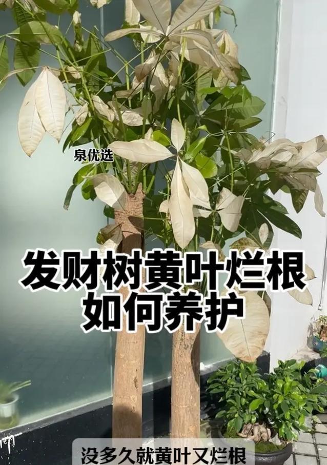 发财树如何养护？有哪些技巧可以提高成活率？