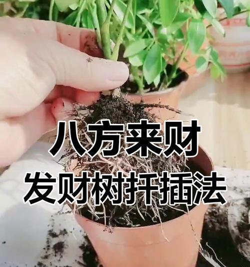 发财树如何养护？有哪些技巧可以提高成活率？