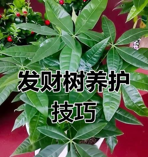 发财树如何养护？有哪些技巧可以提高成活率？