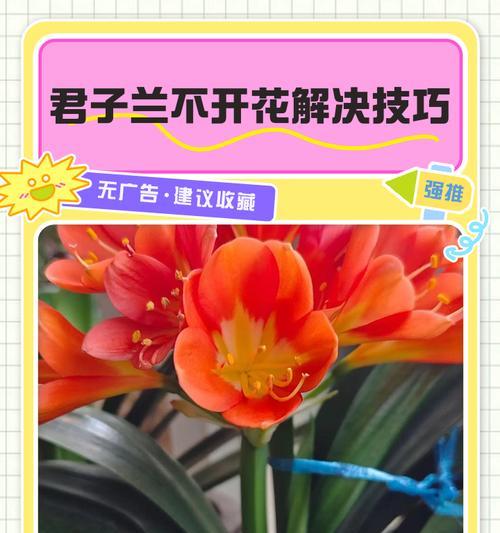 君子兰只长叶子不开花应该怎么办？