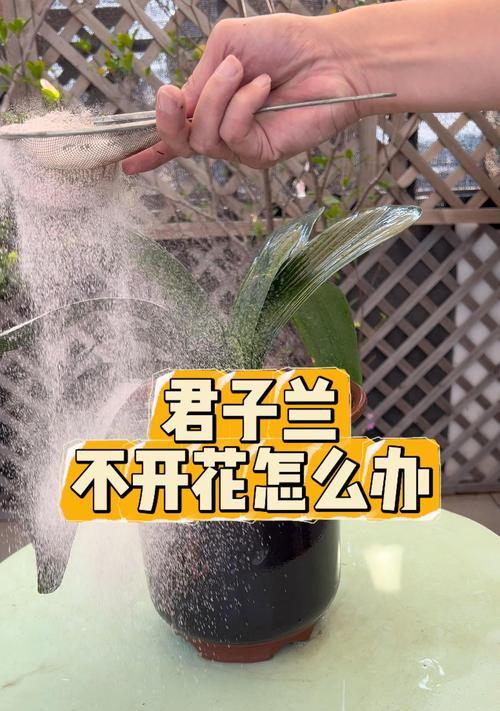 君子兰只长叶子不开花应该怎么办？